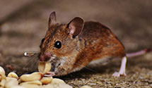 24 Hour & Emergency Exterminators in Paw Paw, WV
